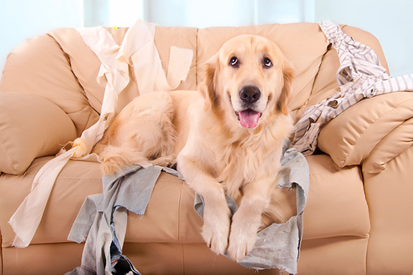 Golden retriever on sofa