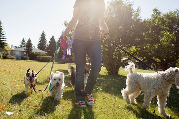 Woman walking dogs in sunny park