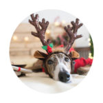 dog with reindeer antlers