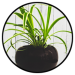 Spider Plant