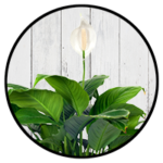 Peace Lily