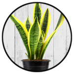 snake plant