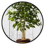 ficus plant