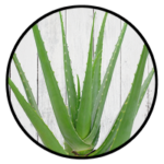 aloe plant