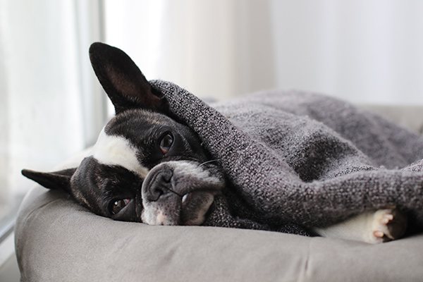 dog in bed under blanket