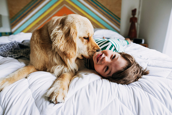 golden retriever and boy