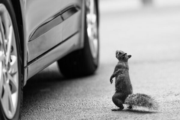 Squirrel standing by car