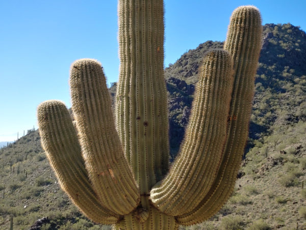 Sonoran Desert Saguaro Cactus midsection with four arms and mountain background