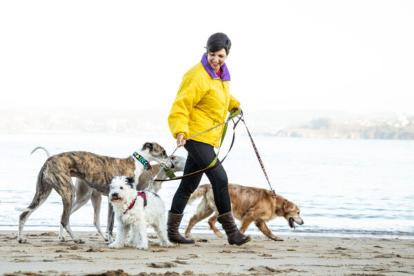 Smiling woman on the beach carrying four dogs, two greyhounds, a mongrel and a Golden Retriever - Stock photo