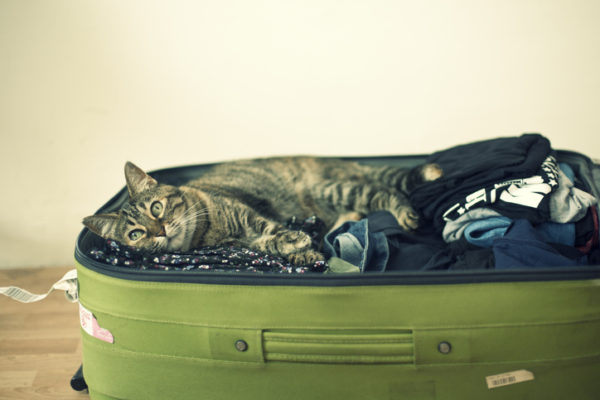 Cat laying inside suitcase full of clothes.