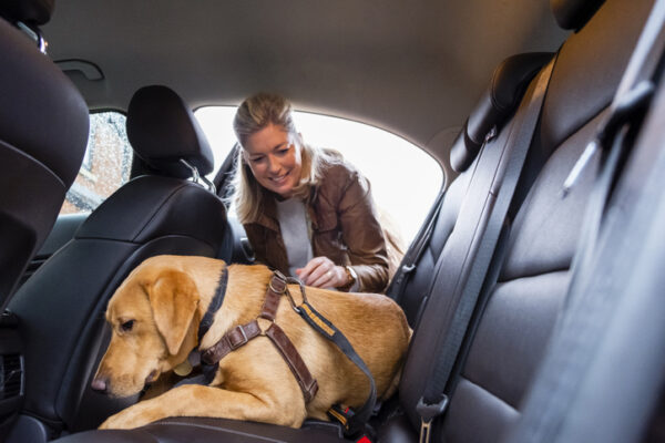A mature caucasian woman wearing casual clothing, clipping her puppy Labrador retriever into the backseat of her car with a safety harness.