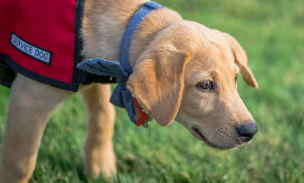 Yellow Labrador retriever puppy in training to become a service or disability assistance dog