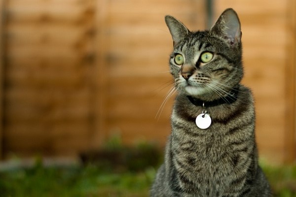 tabby cat with collar