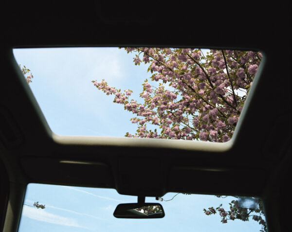 Cherry blossom, view through car sun roof, low angle view