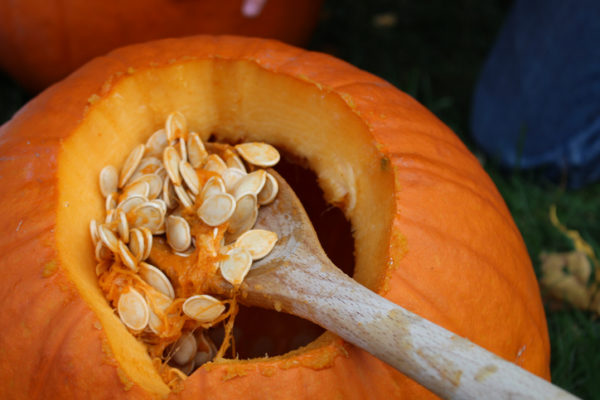 Pumpkin being hollowed out to make a Jack o' lantern.