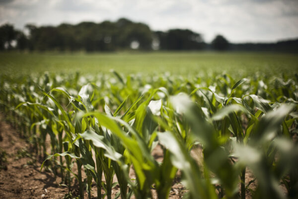 Corn field