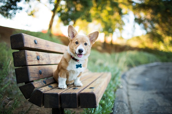 Pembroke Welsh corgi puppy sitting on bench