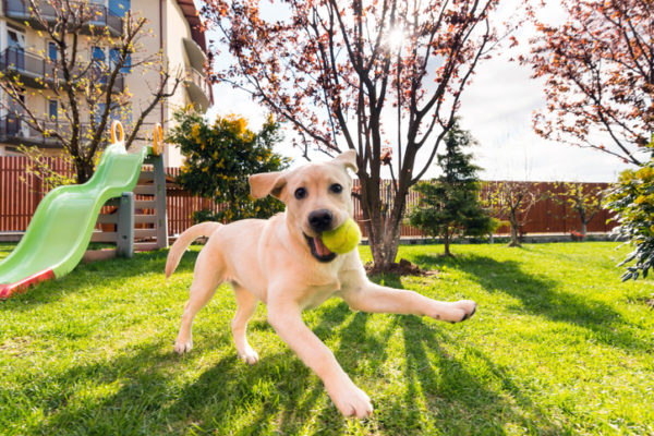 Horizontal wide image of a 4 months playfull labrador retriever puppy running in backyard with a tennis ball in its mouth in a beautiful sunny morning