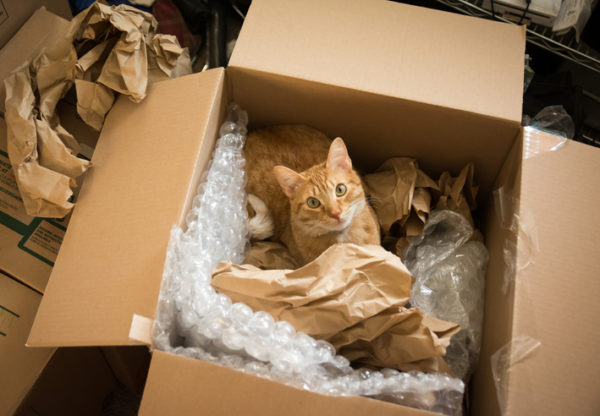 A cat in a moving box and surrounded by bubble wrap and packing paper looks up at the camera.