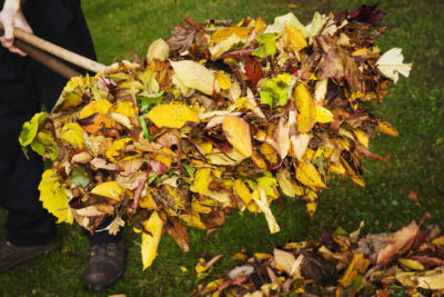 A rake and fallen autumn leaves
