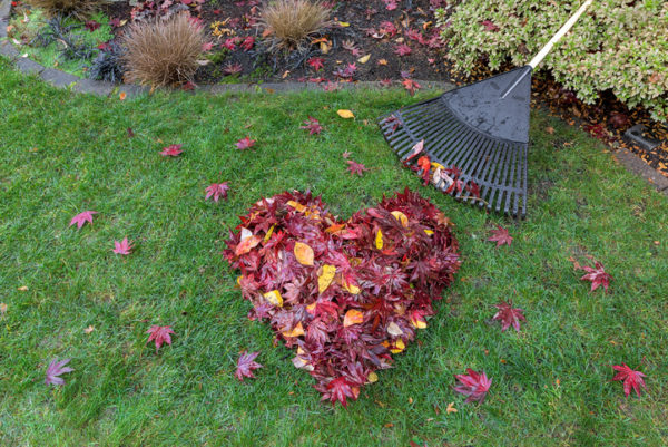 Fallen red maple tree leaves raked into heart shape on green grass lawn with rake broom in autumn fall season