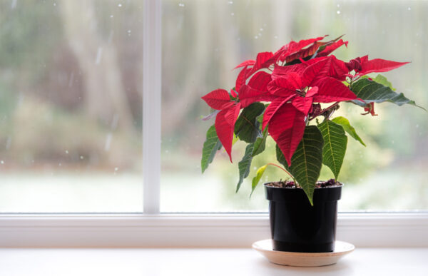 A vibrant poinsettia standing on a window ledge with sleet and snow visible through the window