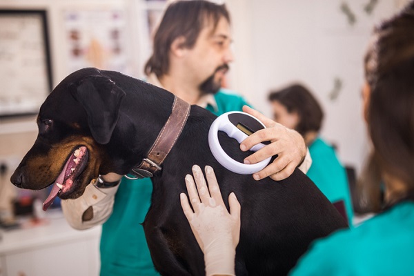 Veterinarians scanning Doberman's chip at animal hospital.