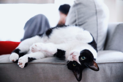 Portrait Of Cat Relaxing On Sofa At Home