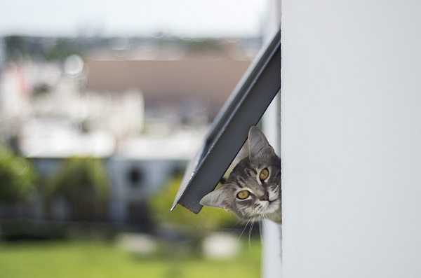 Cat looking through cat flap