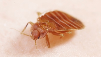 close-up of bed bug