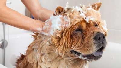 Chow chow getting a bath