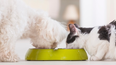 Dog and cat eating food from a bowl