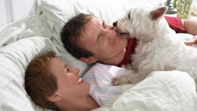 Scottish Terrier Wakes up a Couple in Bed, Licking the Man's Face as he Grimaces, His Wife Laughing