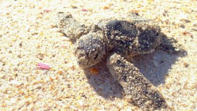 Green Turtle Hatchling Archie Carr NWR