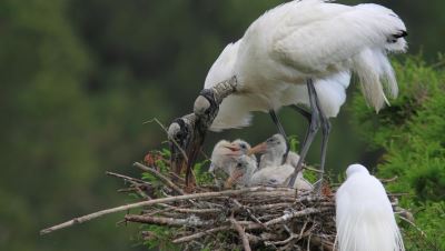 Wood Storks Harris Neck