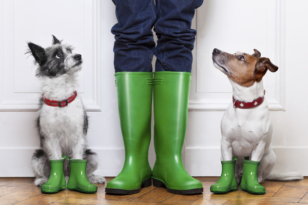 Dogs in rainboots