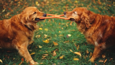 Golden Retrievers playing tug-of-war with toy in garden