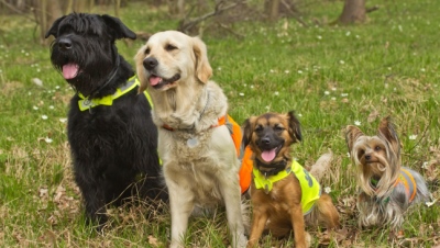 Group of dogs are wearing a reflective vest.