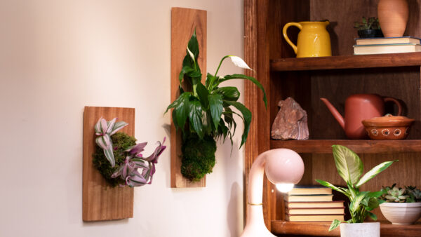 wall-mounted plants