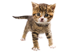 Brown Tabby Kitten