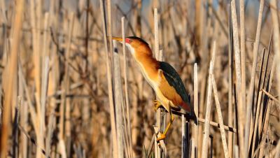 Least Bittern Great Meadows Refuge