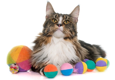 Maine Coon cat surrounded by toys
