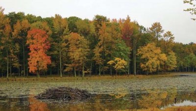 Beaver Lodge Patuxent Refuge