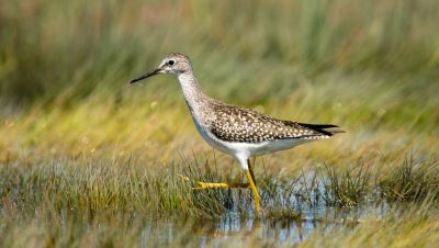 Rachel Carson Tidal Marsh Lesser Yellow Legs