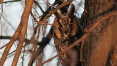 Great Swamp NWR Owl