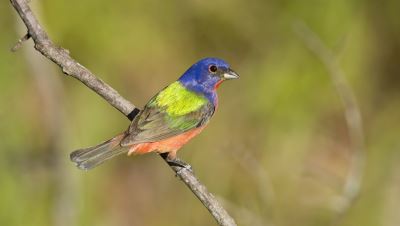 Wild Painted bunting (Passerina ciris) in South Carolina - male Charleston