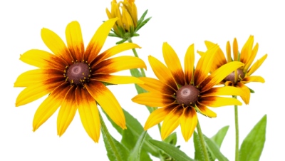 yellow flowers against white