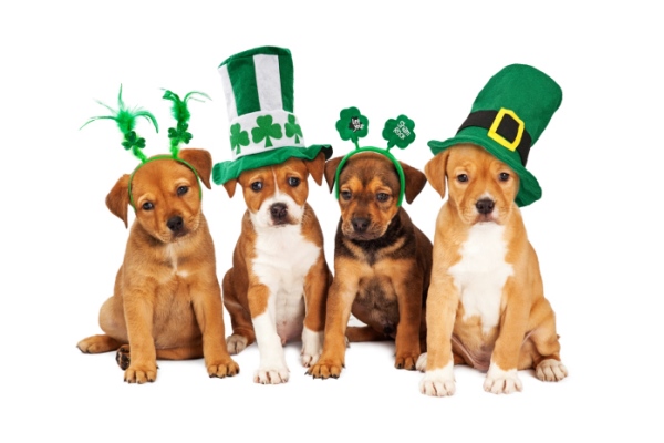 puppy dogs dressed up for st. patrick's day