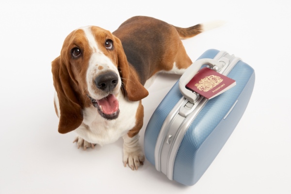 Basset hound with suitcase