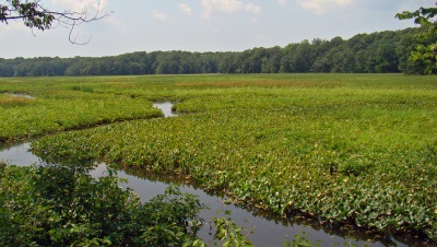 Great Marsh Mason Neck Refuge